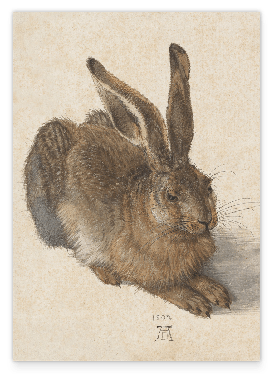 Albrecht Dürer - Feldhase