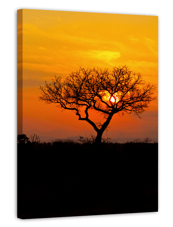 Baum in der Savanne