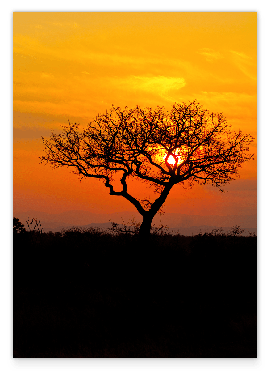Baum in der Savanne