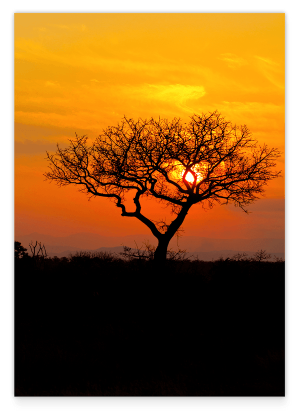 Baum in der Savanne
