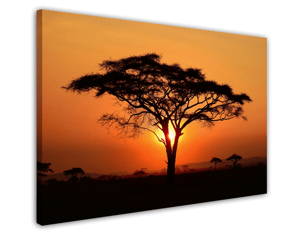 Afrikanischer Baum bei Sonnenuntergang
