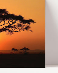 After Hover: Afrikanischer Baum bei Sonnenuntergang