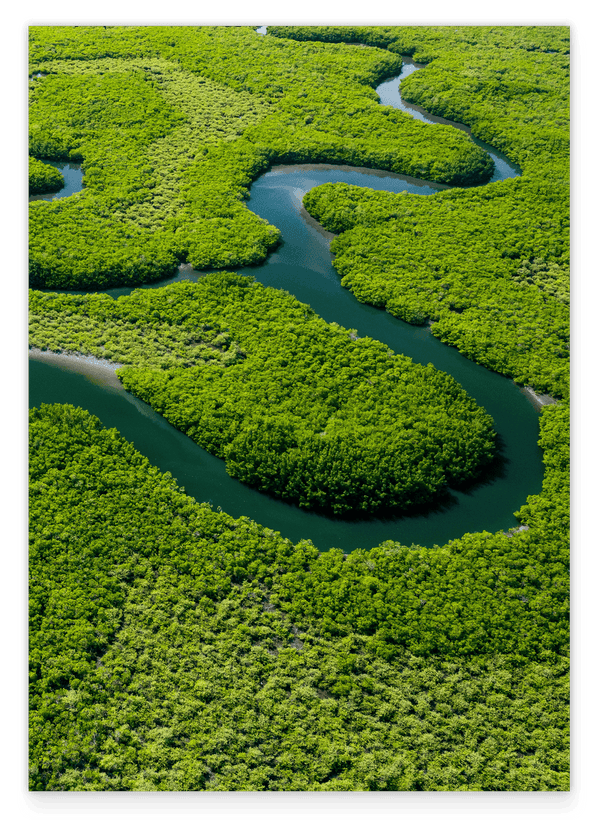 Fluss im Regenwald