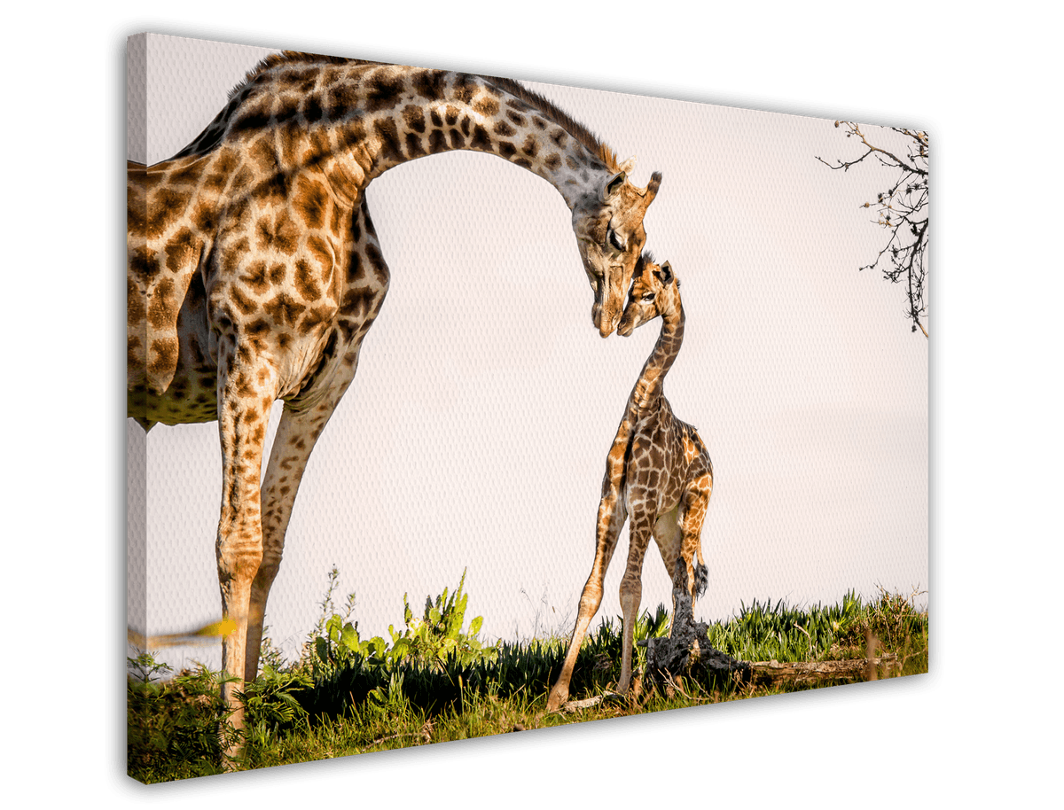 stretched-canvas