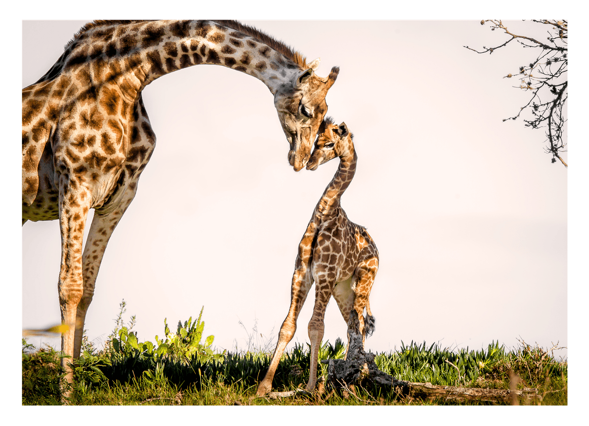 Giraffen-Familie