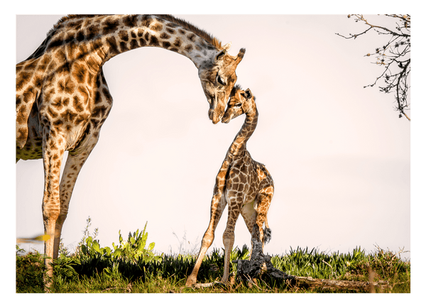 Giraffen-Familie