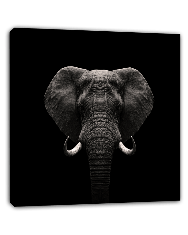 Elefant-Portrait auf schwarzem Hintergrund