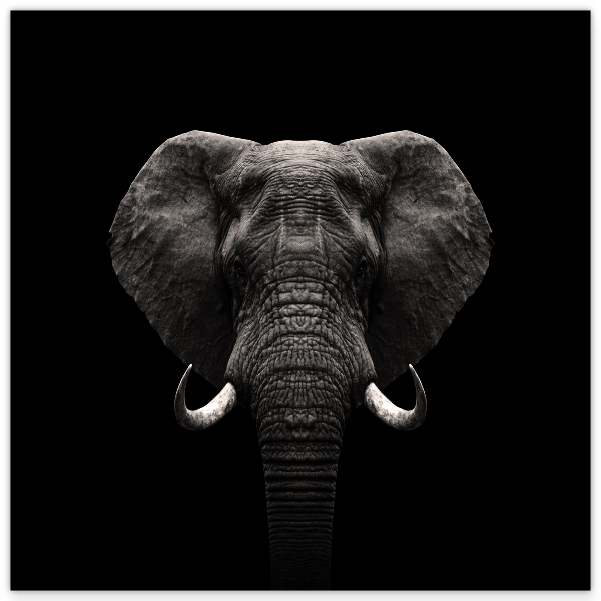 Elefant-Portrait auf schwarzem Hintergrund
