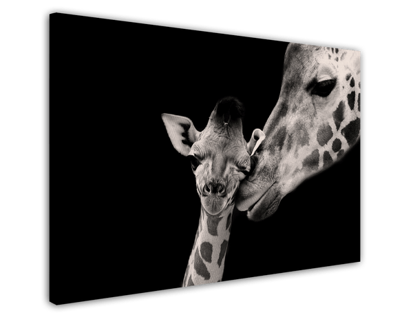 Giraffen-Familie auf schwarzem Hintergrund