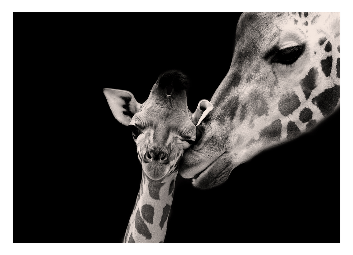 Giraffen-Familie auf schwarzem Hintergrund