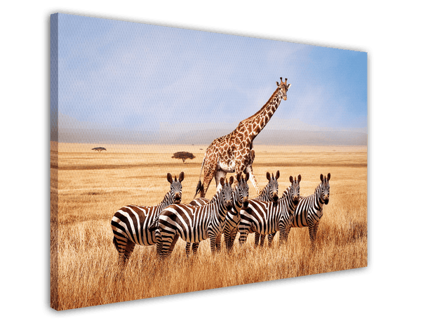 Giraffe und Zebras in der Savanne