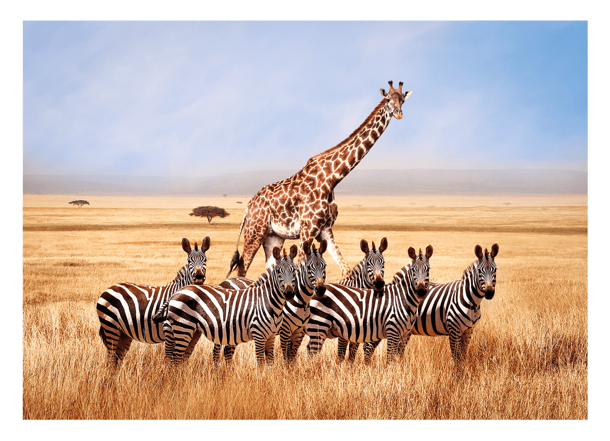 Giraffe und Zebras in der Savanne