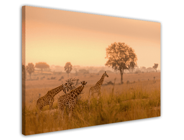 Giraffen in der Savanne