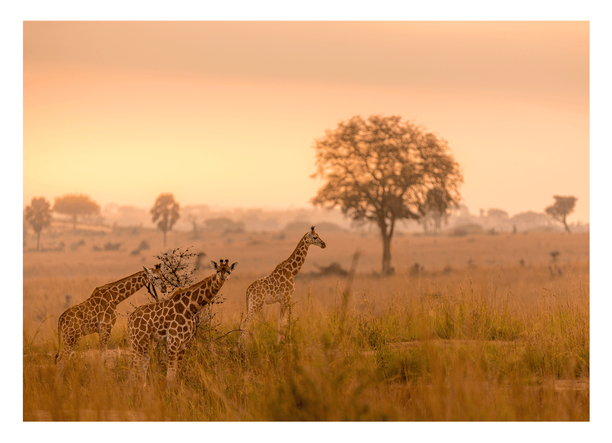 Giraffen in der Savanne