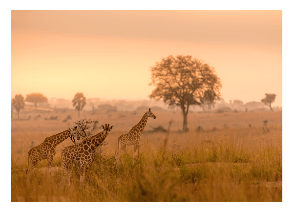 Giraffen in der Savanne