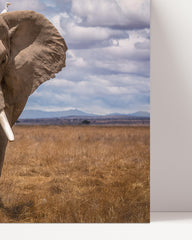 After Hover: Afrikanischer Elefant