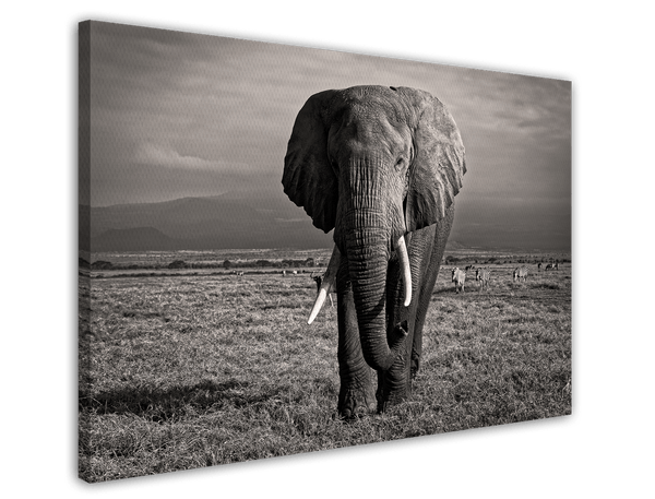 Elefant in Schwarz-Weiß