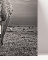 After Hover: Elefant in Schwarz-Weiß
