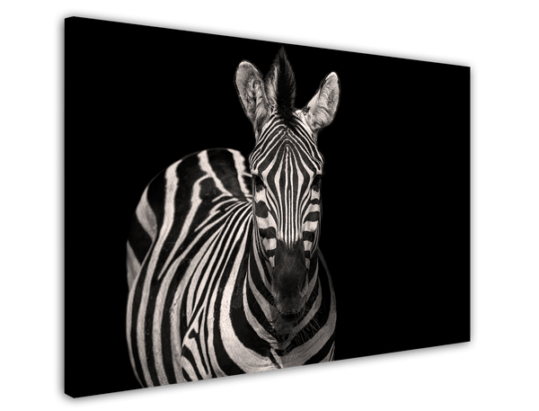 Zebra Tier Fotografie Schwarz-Weiß