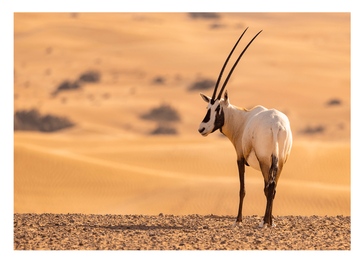 Südafrikanischer Spießbock - Oryx Gazella