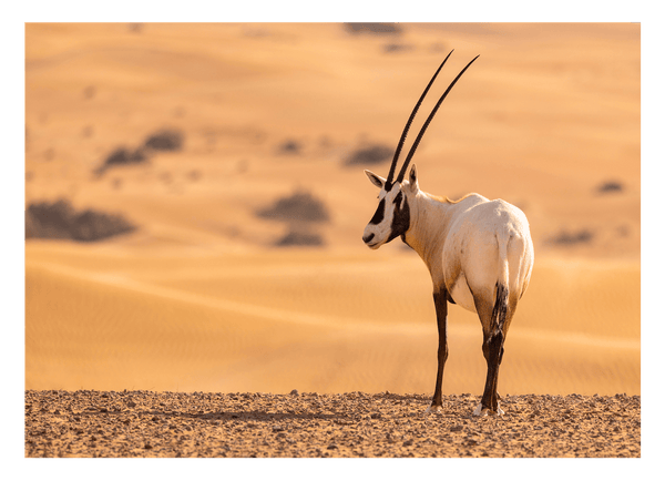 Südafrikanischer Spießbock - Oryx Gazella
