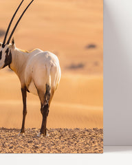 After Hover: Südafrikanischer Spießbock - Oryx Gazella