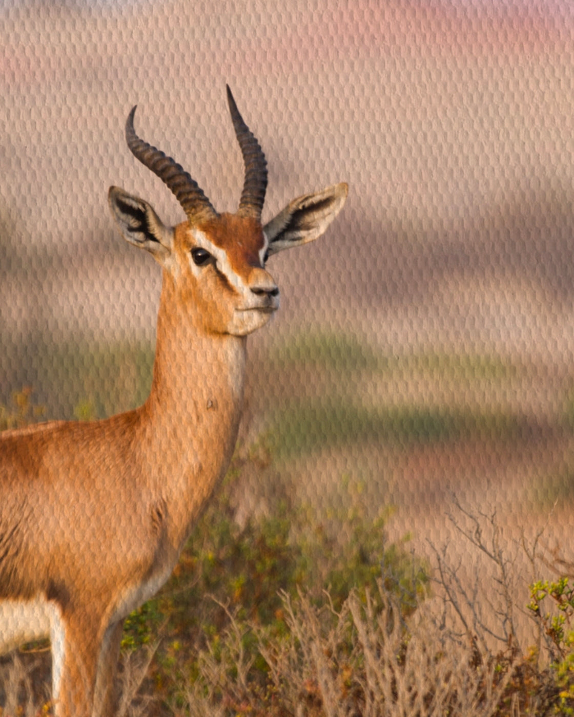canvas