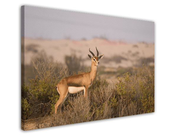 Afrikanische Springbock Antilope