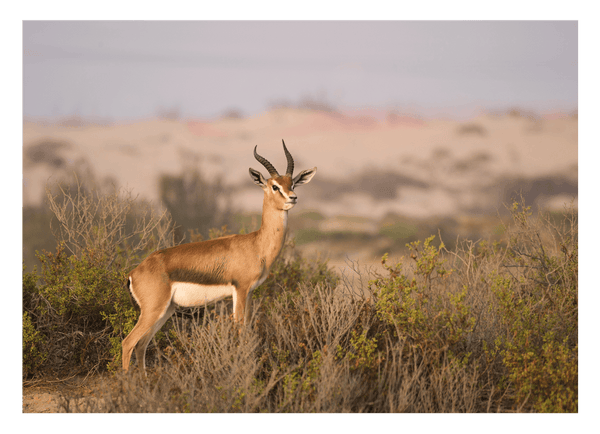 Afrikanische Springbock Antilope