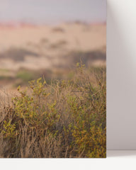 After Hover: Afrikanische Springbock Antilope