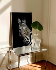 After Hover: Zebra auf schwarzem Hintergrund