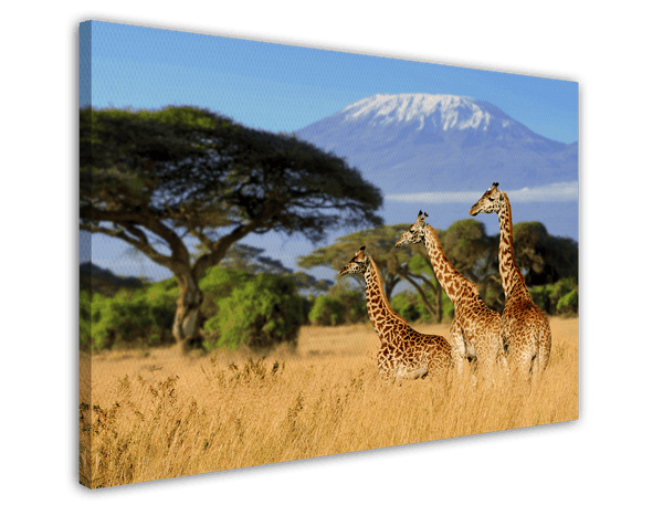 Giraffen in der Savanne