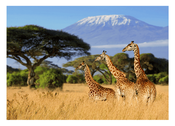 Giraffen in der Savanne