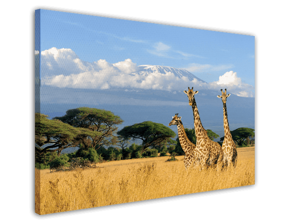 Giraffen in der Savanne