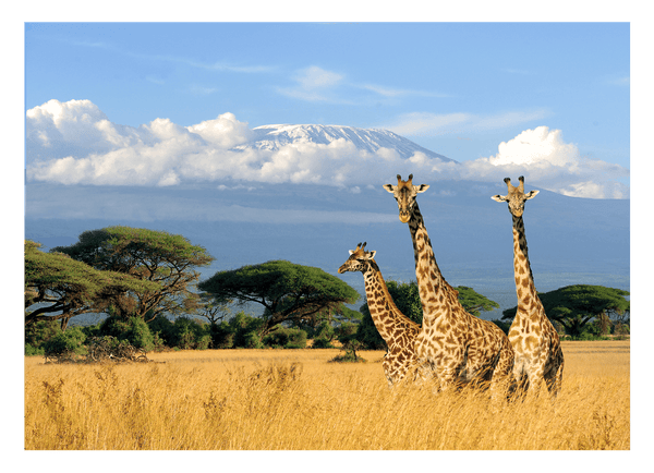 Giraffen in der Savanne