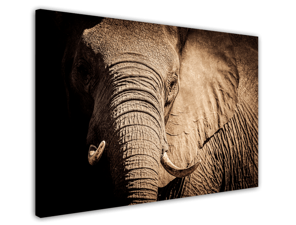 Elefant - Nahaufnahme