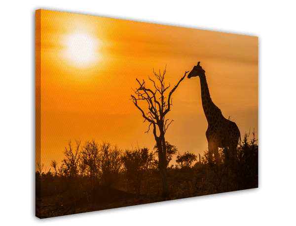 Giraffe bei Sonnenuntergang