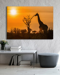 After Hover: Giraffe bei Sonnenuntergang