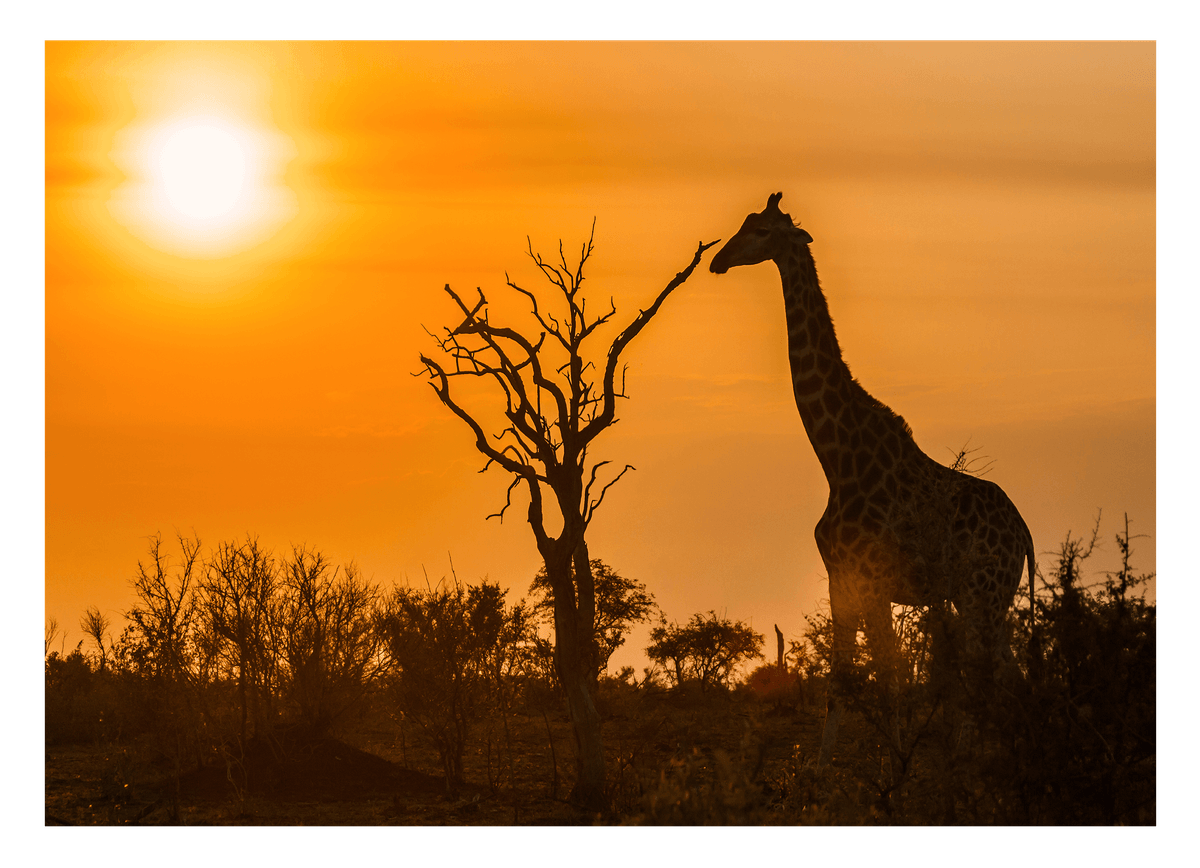 Giraffe bei Sonnenuntergang