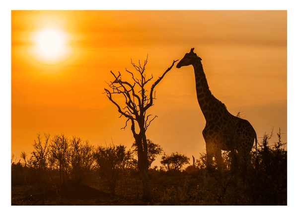 Giraffe bei Sonnenuntergang