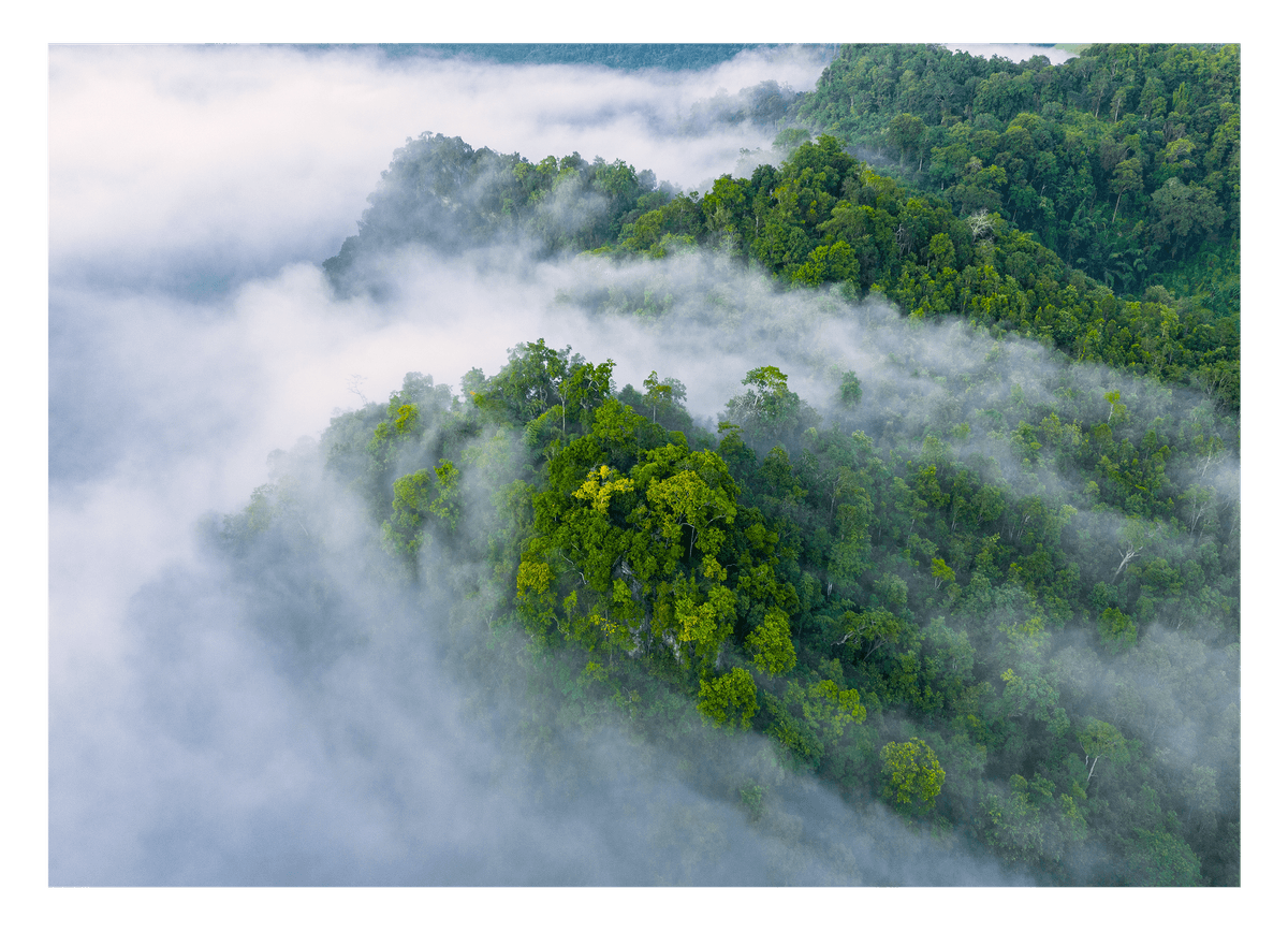 Regenwald im Nebel