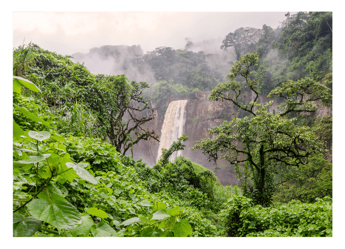 Asiatischer Regenwald