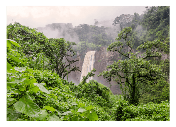 Asiatischer Regenwald
