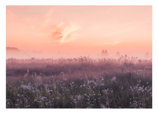 Romantische Blumenwiese