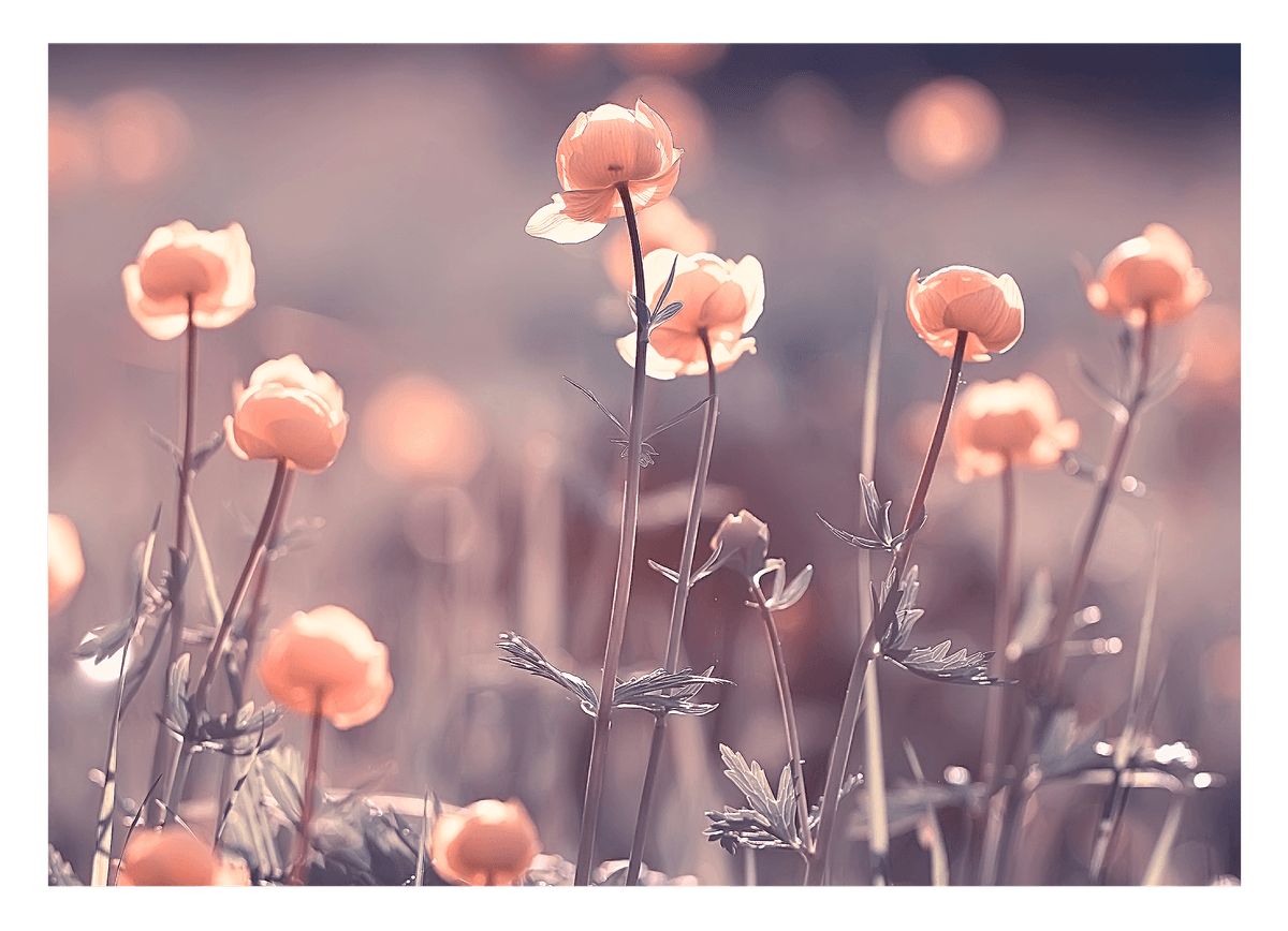 Blumen - Nahaufnahme