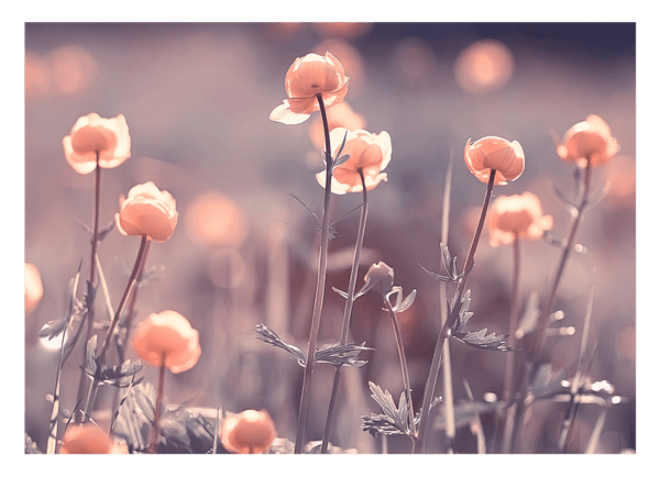 Blumen - Nahaufnahme