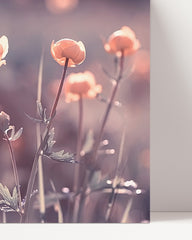 After Hover: Blumen - Nahaufnahme