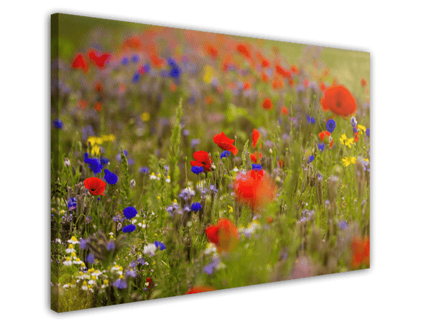 Blumenwiese im Sommer
