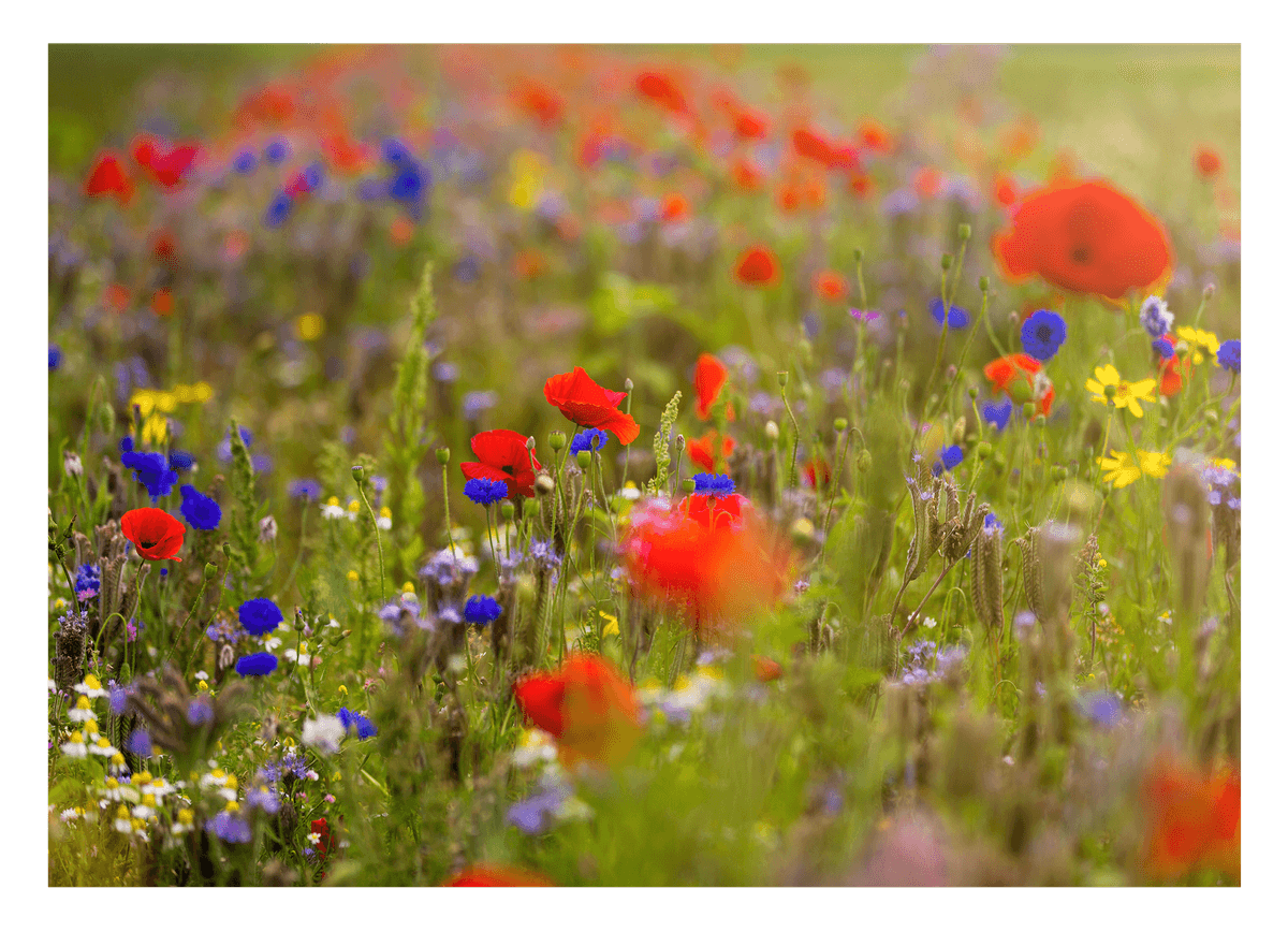 Blumenwiese im Sommer