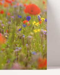 After Hover: Blumenwiese im Sommer